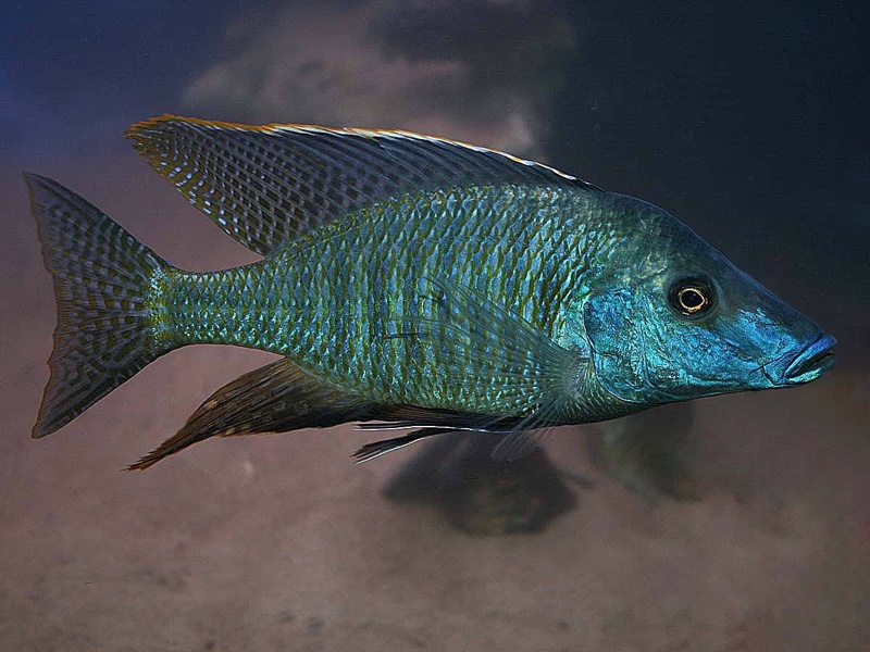 Taeniolethrinops praeorbitalis 'Mdoka'